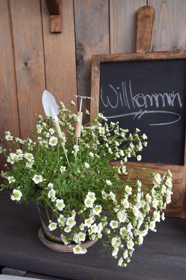 Blumenstecker Gartenwerkzeug versch. Design