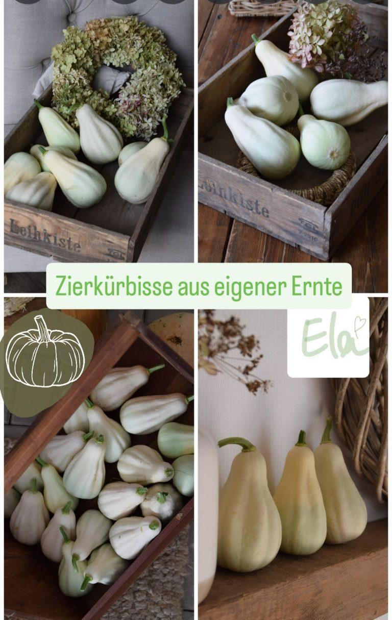 Wunderschöne Zierkürbisse aus dem eigenen Garten